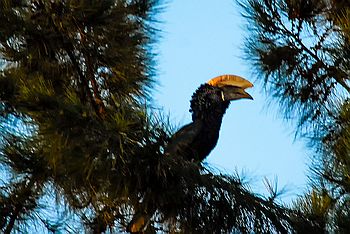 Nashornvogel (Bycanistes brevis)