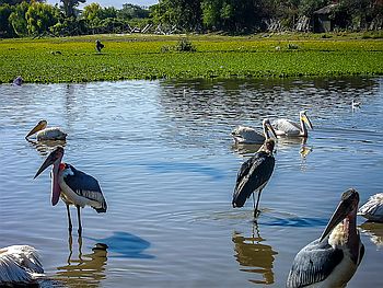Vogelbeobachtung am angrenzenden Abijata- und Shala-See.