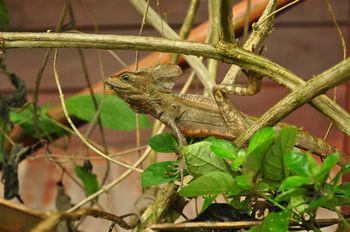 Ein Basilisk um Gebsch.