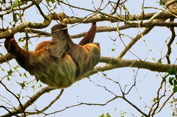 Ein Faultier mit seinem Jungen.
