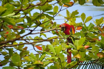 Ein Ara in den Bumen am Strand.