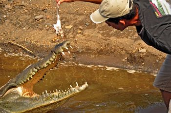 Unser Bootsfhrer ftterte die Alligatoren.