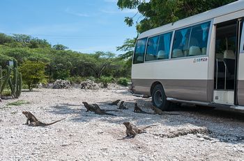 An dem ein Zugang zum See erwarteten uns massenhaft hier lebender Nashornleguane.