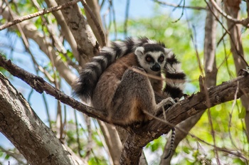 Ringelschwanzlemuren (Kattas) in den Bumen