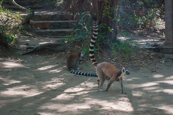 Kattas im  Isalo Nationalpark