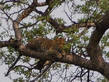 Krger Nationalpark, Leopard
