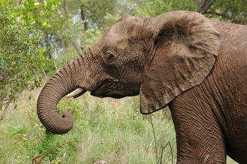 Krger Nationalpark, Elefant