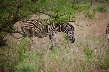 Krger Nationalpark, Zebras