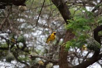 Swaziland, Webervgel