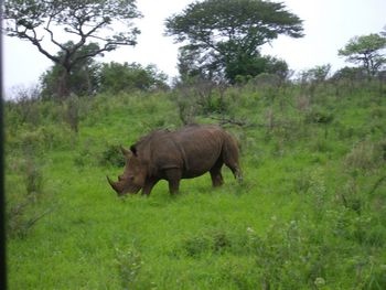 Breitmaulnashrner im Hulhuwe-Umforzi Nationalpark