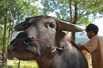 Wasserbffel-Trainingscamp